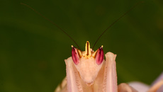 Orchideenmantis (7).jpg